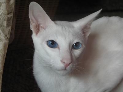 Albino Siamese- Oafie