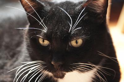 Cat Dander on the face of Jack - photo by grebo guru