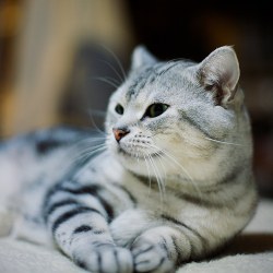 american shorthair cat