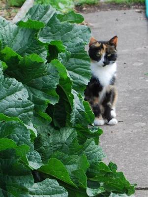 Second cat at the allotments