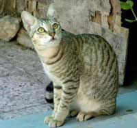Arabian Mau cat