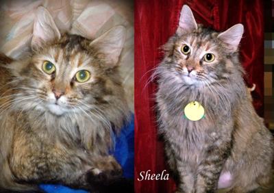 Sheela WAS a stray