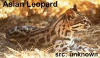 asian leopard cat Bengal cats for sale