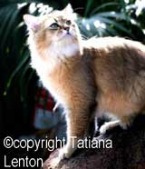 Australian Tiffanie cat