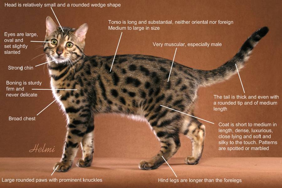 Benagal cat profile