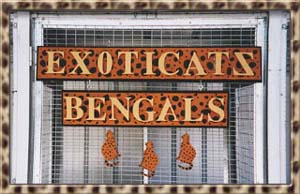 Exoticatz Bengals