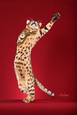 Bengal cat added by PoC Admin. This is a fine photo by (& copyright - please respect it) Helmi Flick