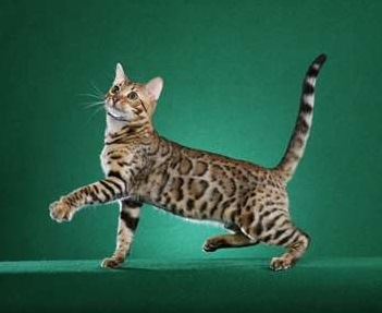 Bengal cat appearance