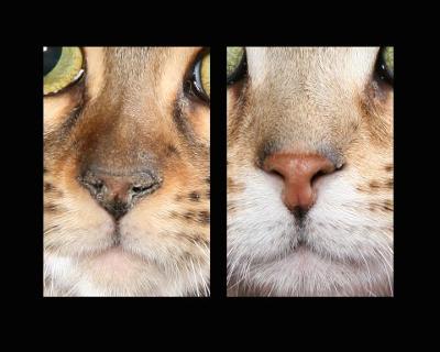 'Bengal nose'