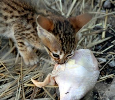 Savannah kitten eating raw chicken leg (human grade) - A1 Savannahs - Photo copyright Michael