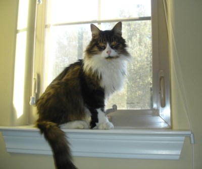 Bigfoot a polydactyl cat at a window