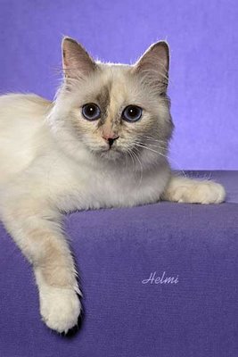 Birman cat Abigail