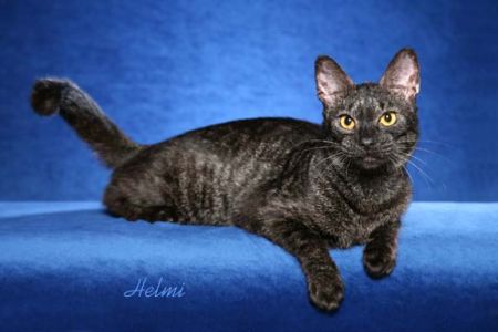 Black Chausie Cat