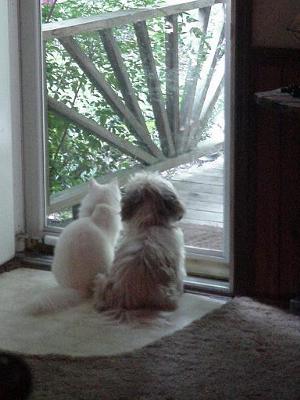 Blanca and Calene the Shih-tzu sharing a moment