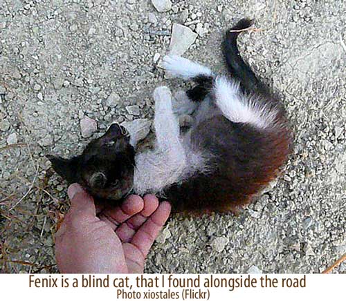 Blind cat by the road
