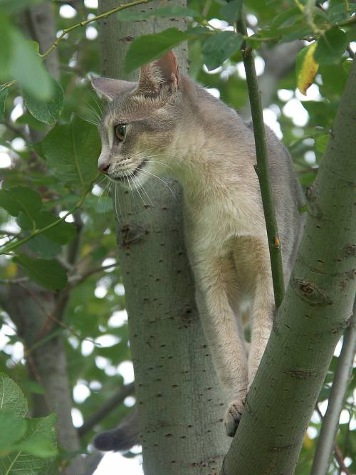 Abyssinian cat - pictures of cats