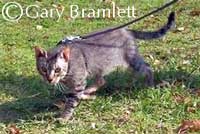 Bramble cat
