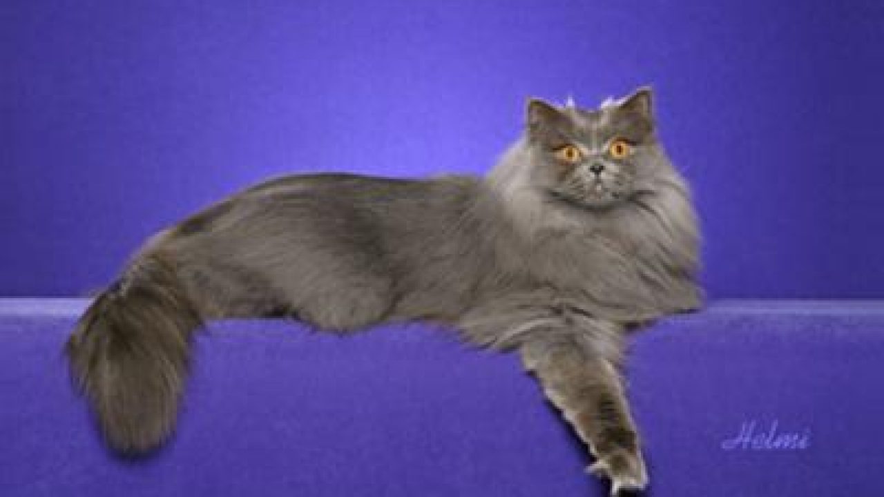 British Longhair Cat Poc
