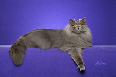 British Longhair Cat - Robyn - photo copyright Helmi Flick - please respect copyright.