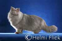 British Lonhair cat