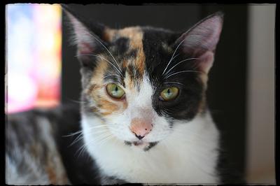 This is a calico cat MAYA photographed by Giane Portal on Flickr