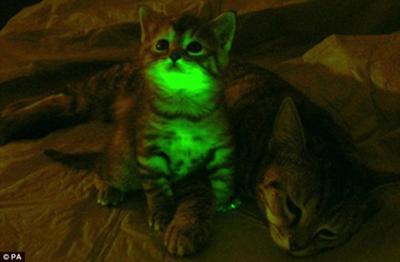 Green glowing kitten with modified DNA - Photo copyright PA