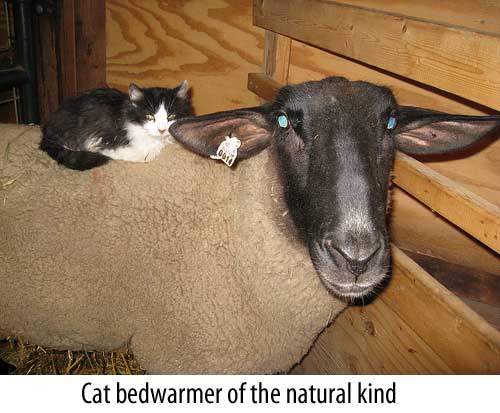 cat bedwarmers
