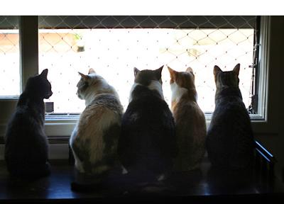 Harmonious group of cats - photo by Giane Portal (Flickr name: fofurasfelinas)