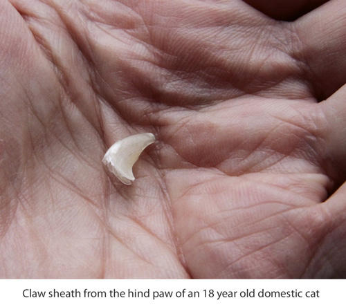 Cat claw sheath