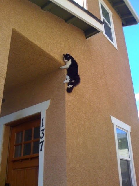 cat climbing a wall