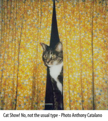 cat curtains