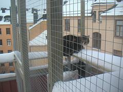 cat enclosure