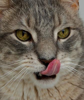 Cat nose lick - photo by Picture Zealot (Flickr)