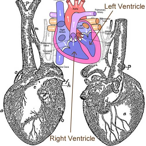 Diagram of a  cat's heart