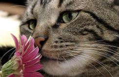 cat image of cat smelling a flower