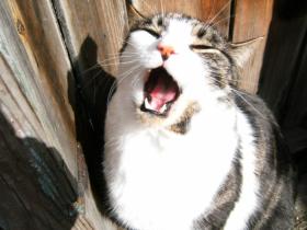 cat image of cat with mouth open