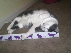 cat in box lid