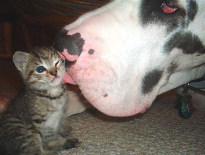 small cat big dog