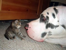 cat and big dog