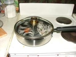 cat in saucepan
