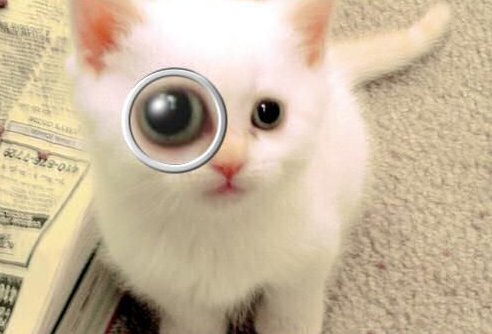 cat with magnified eye