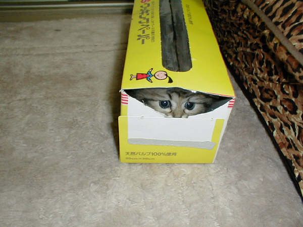 cat image of cat in box