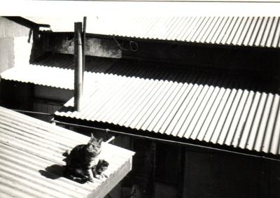 Feral cat in Brolga Street, Quilpie, western Queensland 1965. Things have changed...Photo Jeannie Fletcher (Flickr)