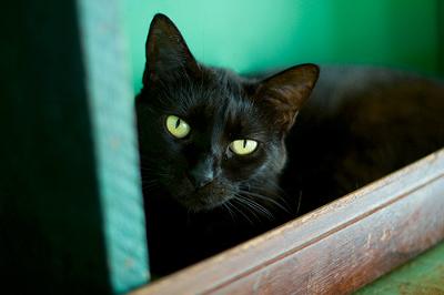 Cat sanctuary black cat. See below for details - photo by fofurasfelinas (Flickr)