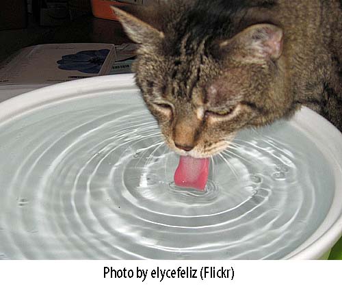 Cat drinking from large bowl