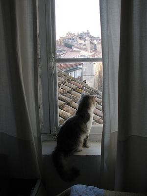 Who needs a cat window seat? Arles in France - Photo by kahala - the cat is called 