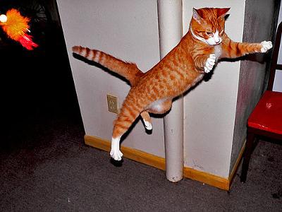 Cats can fly - photo by Matt Niemi (Flickr)