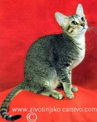 Ceylon cat