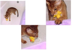 chausie cat in water
