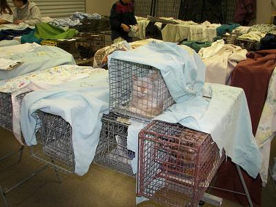 Feral cat clinic- cats being spayed and neutered - photo by Feral Indeed! (Flickr) - Picture added by Michael (Admin)